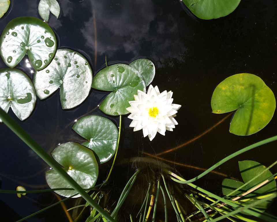 Water_Lily_Pond_Closeup-531-1500-800-80b
