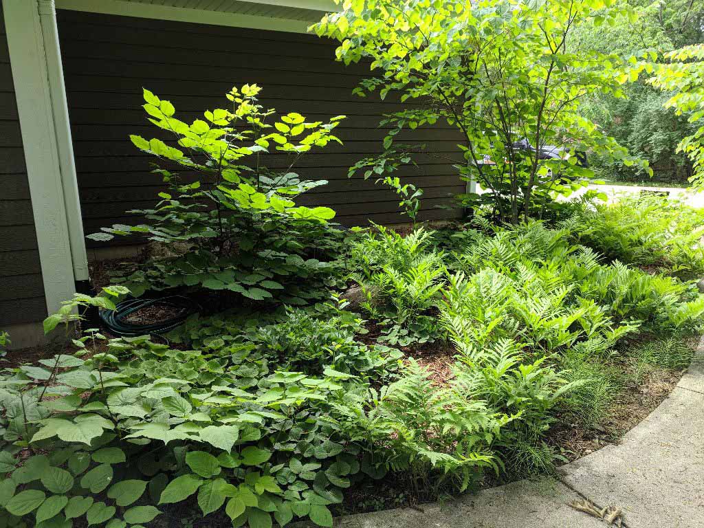 Woodland_Garden_Mature_Plantings_Native_Plants-410-1500-800-80opt