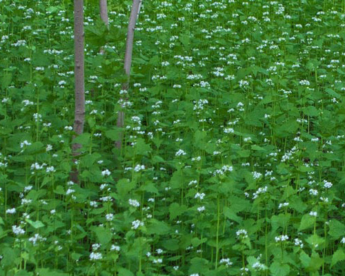 garlic-mustard2