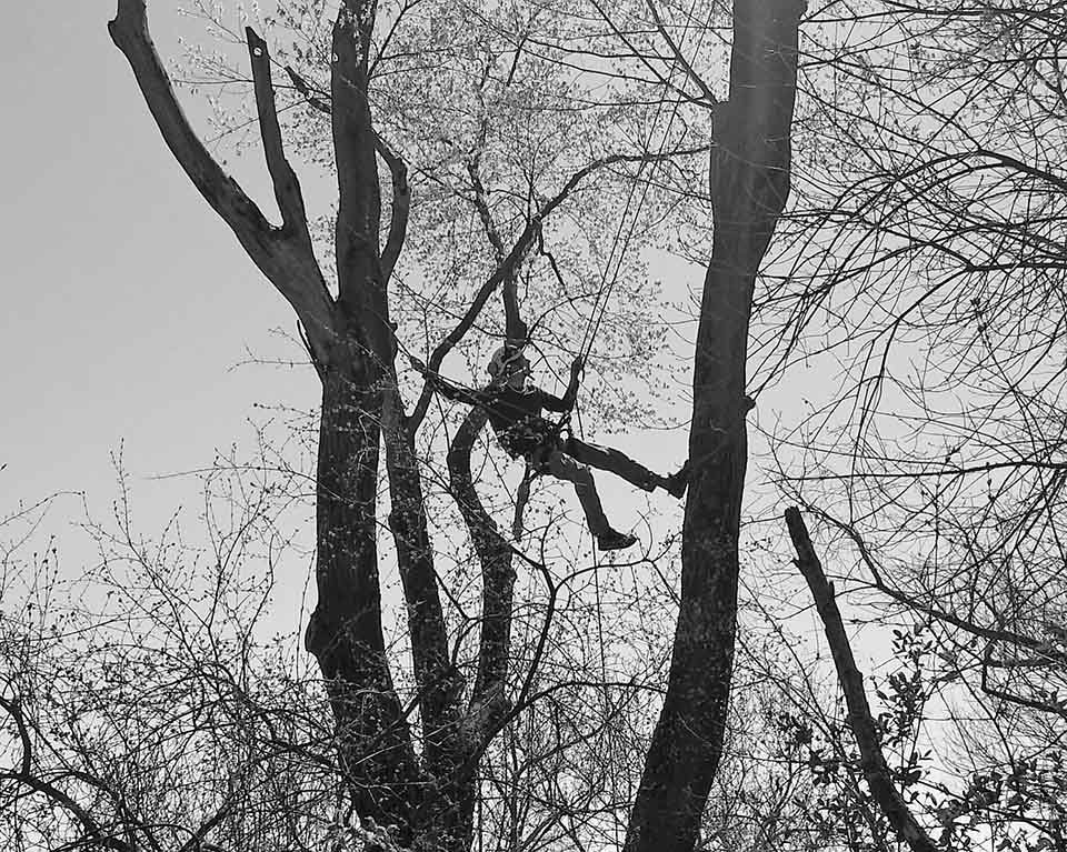 treetrimming person trimming a tree up in the air