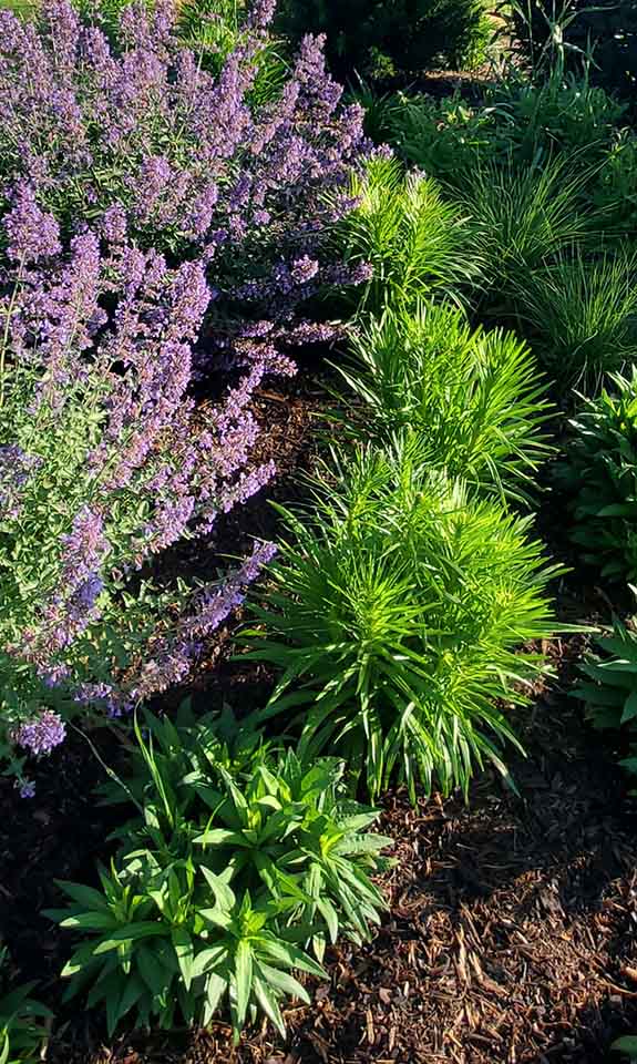 plantings_bkg rain garden landscaping